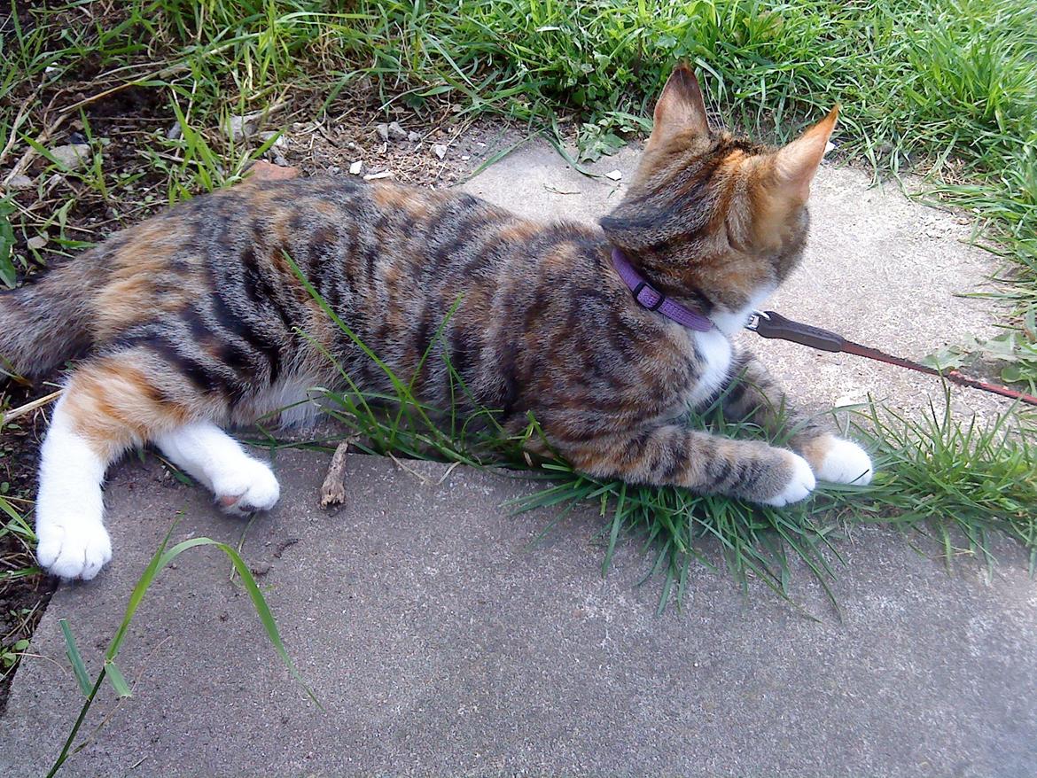 Blanding af racer kidd billede 17