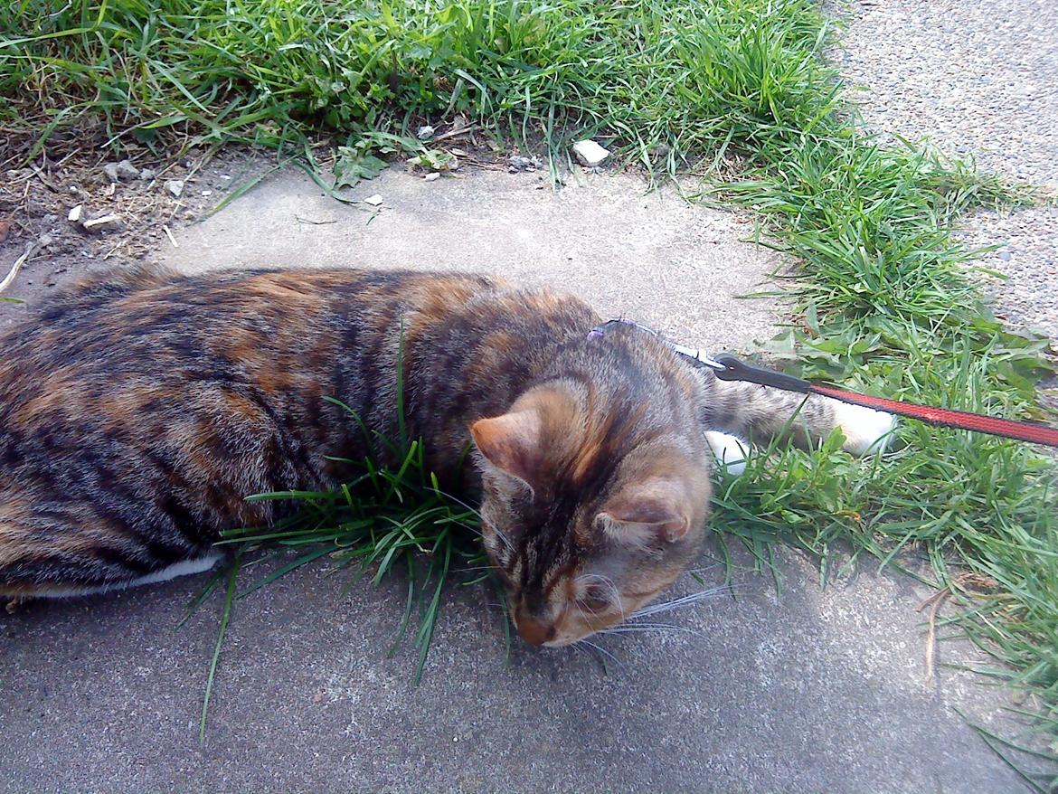 Blanding af racer kidd billede 18