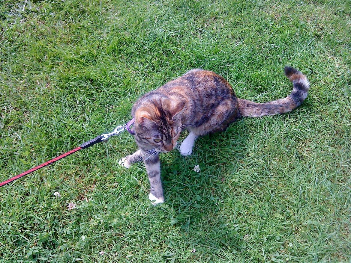 Blanding af racer kidd billede 19