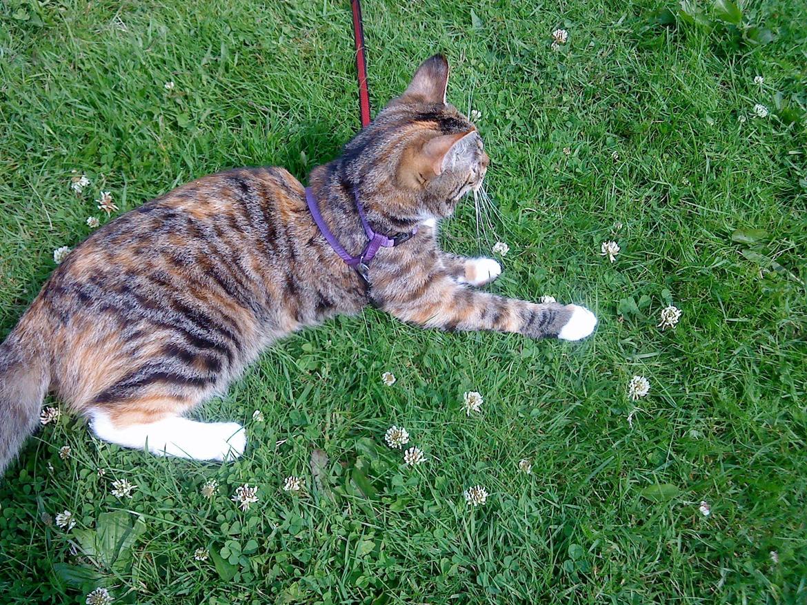 Blanding af racer kidd billede 20