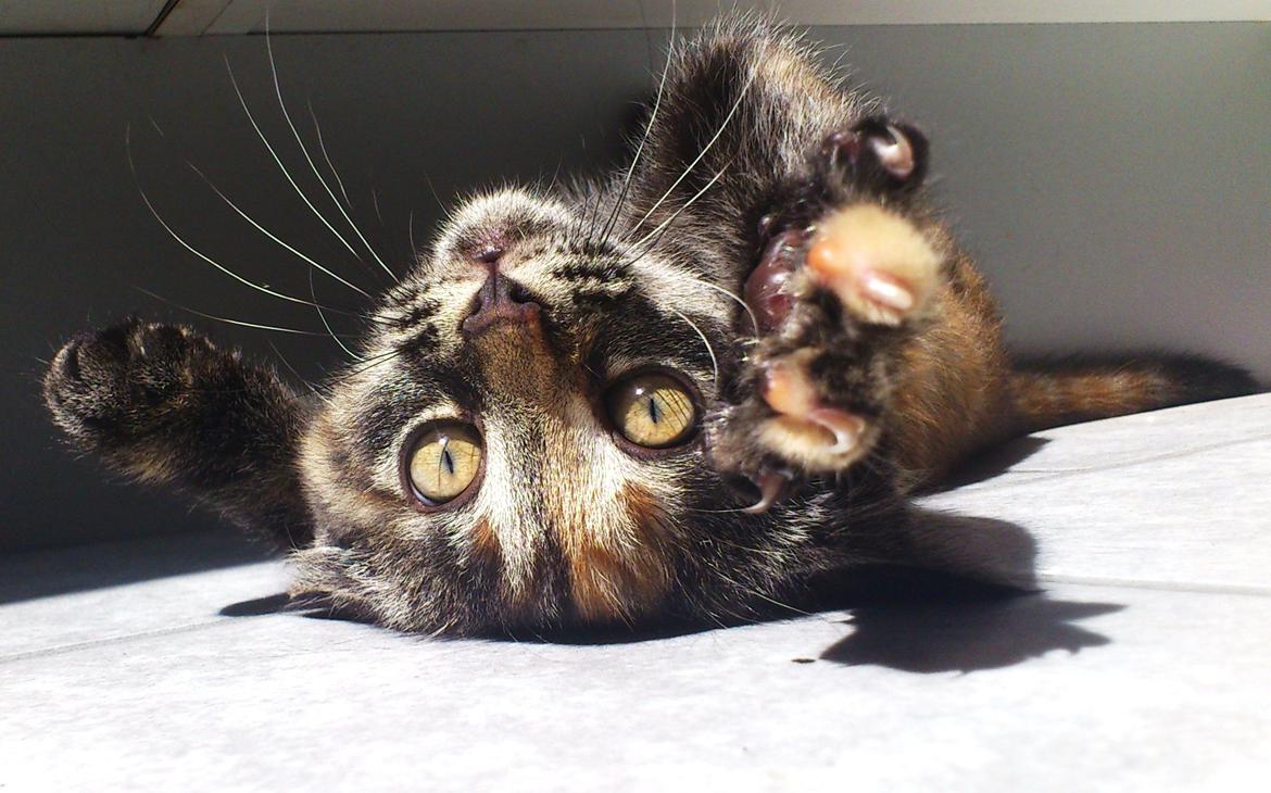 Blanding af racer Mika billede 13