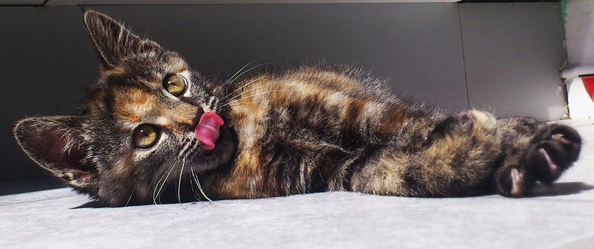 Blanding af racer Mika billede 14