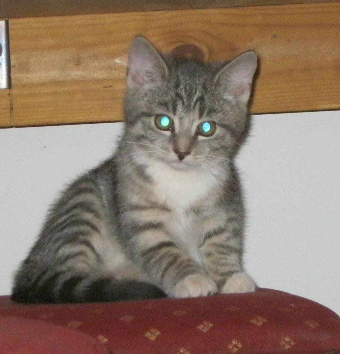 Huskat Nanna billede 2