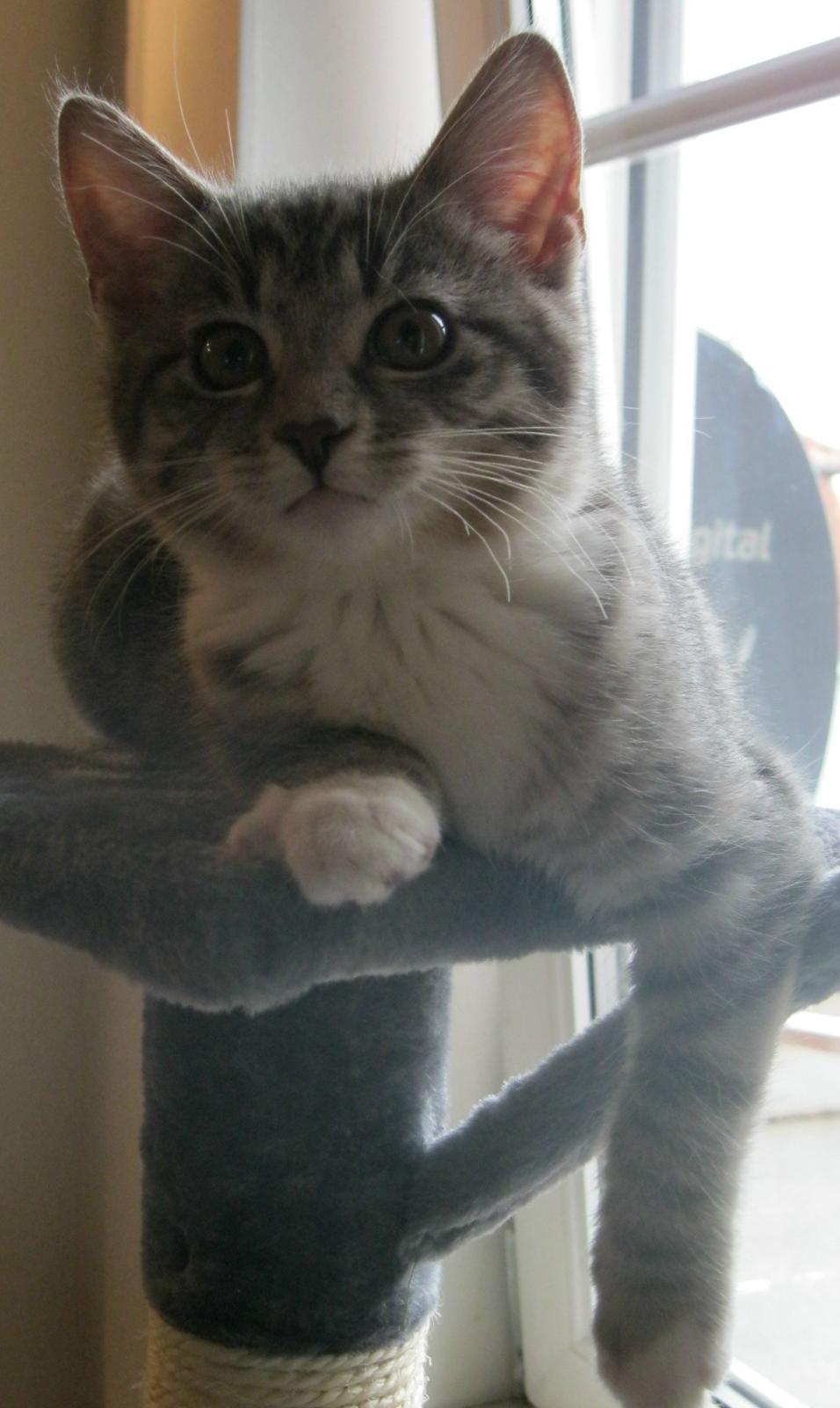 Huskat Nanna billede 3