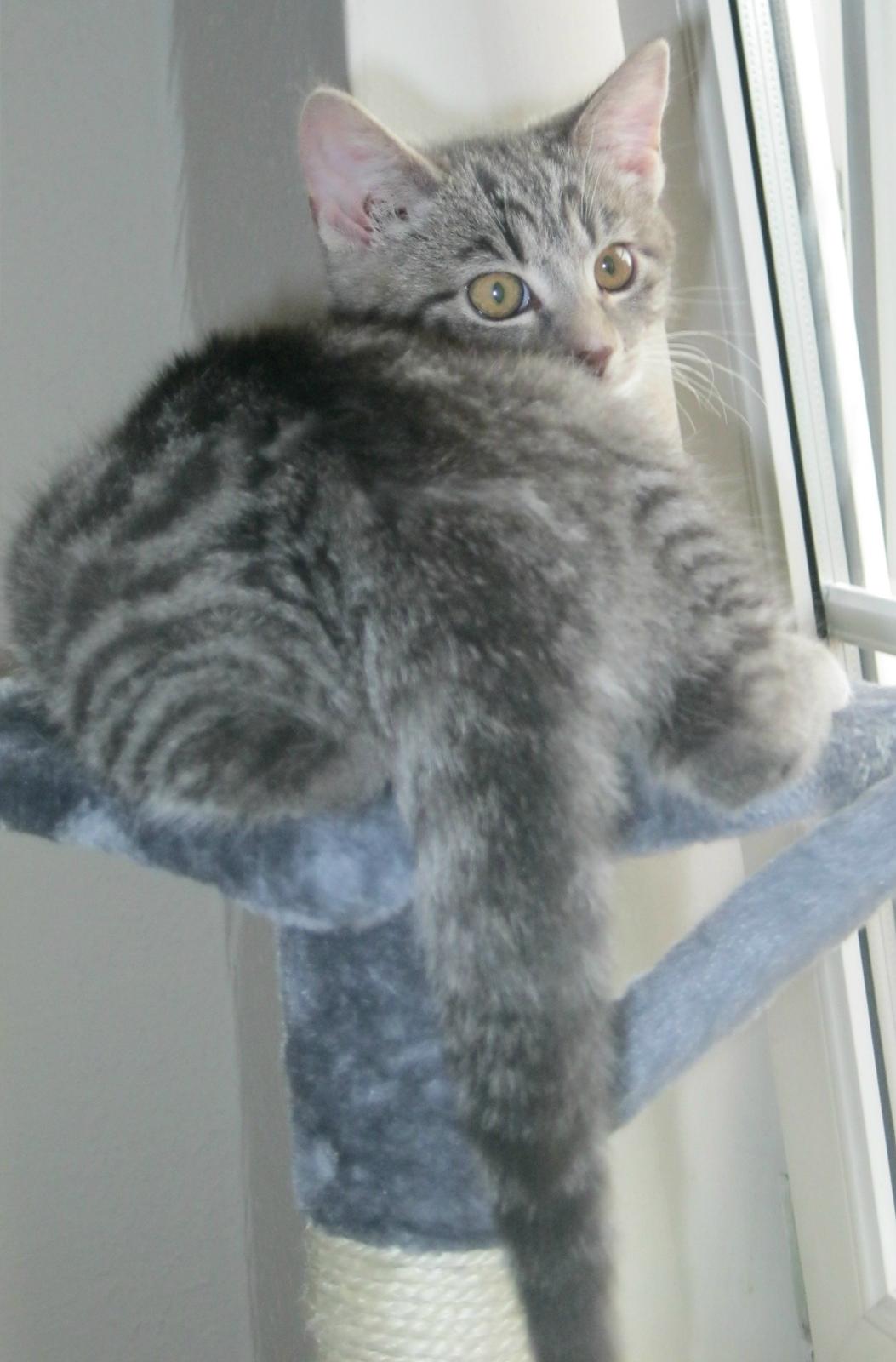 Huskat Nanna billede 4