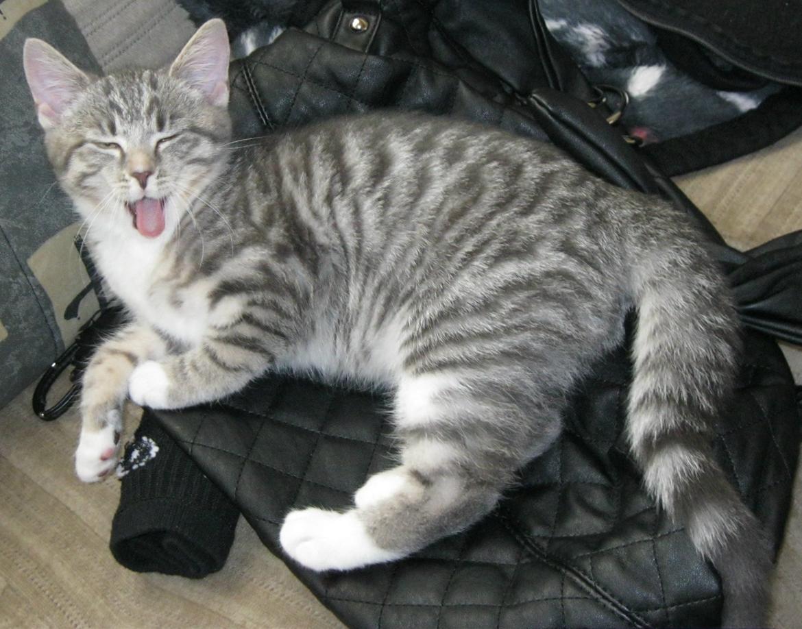 Huskat Nanna billede 5