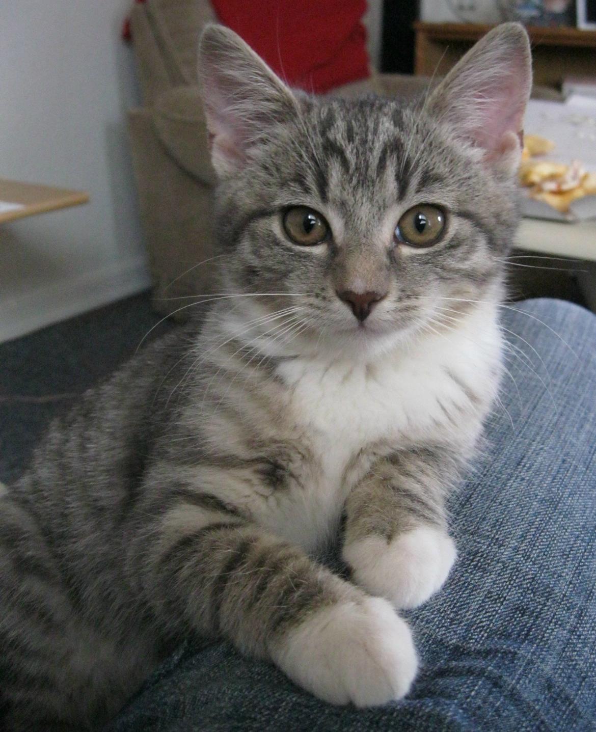 Huskat Nanna billede 6