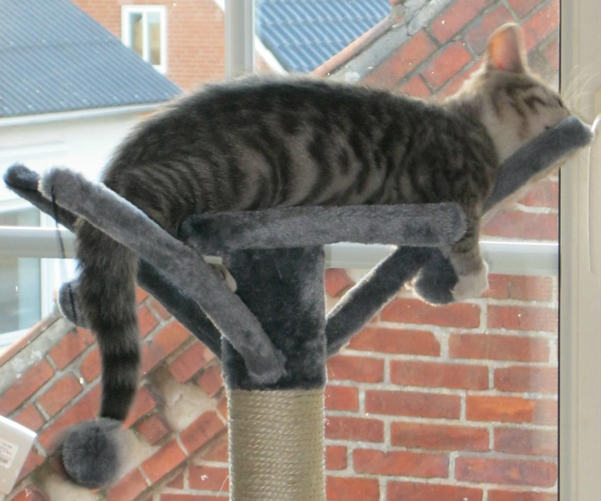 Huskat Nanna billede 7