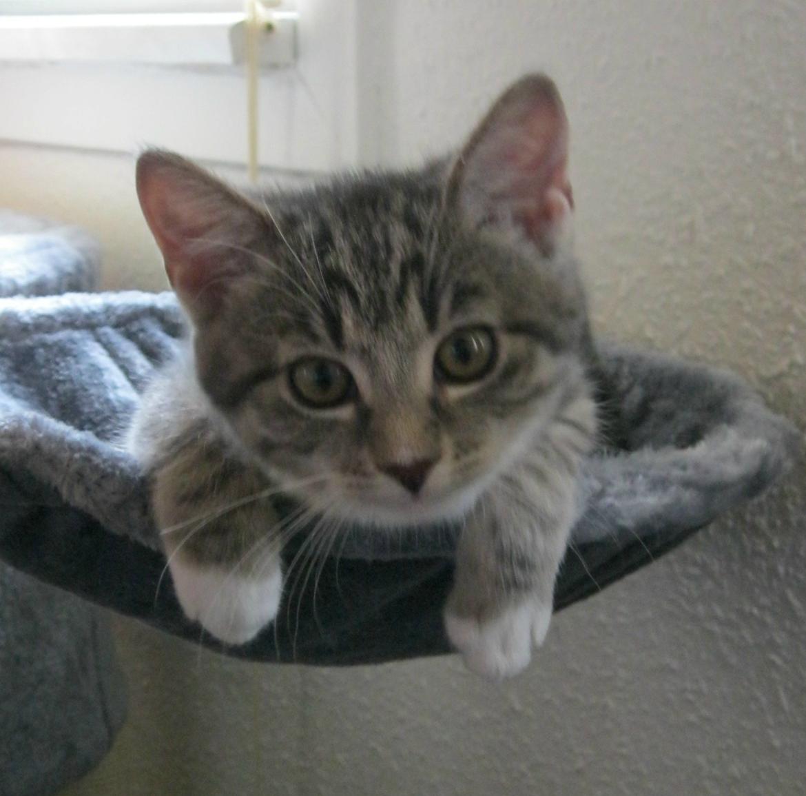 Huskat Nanna billede 8