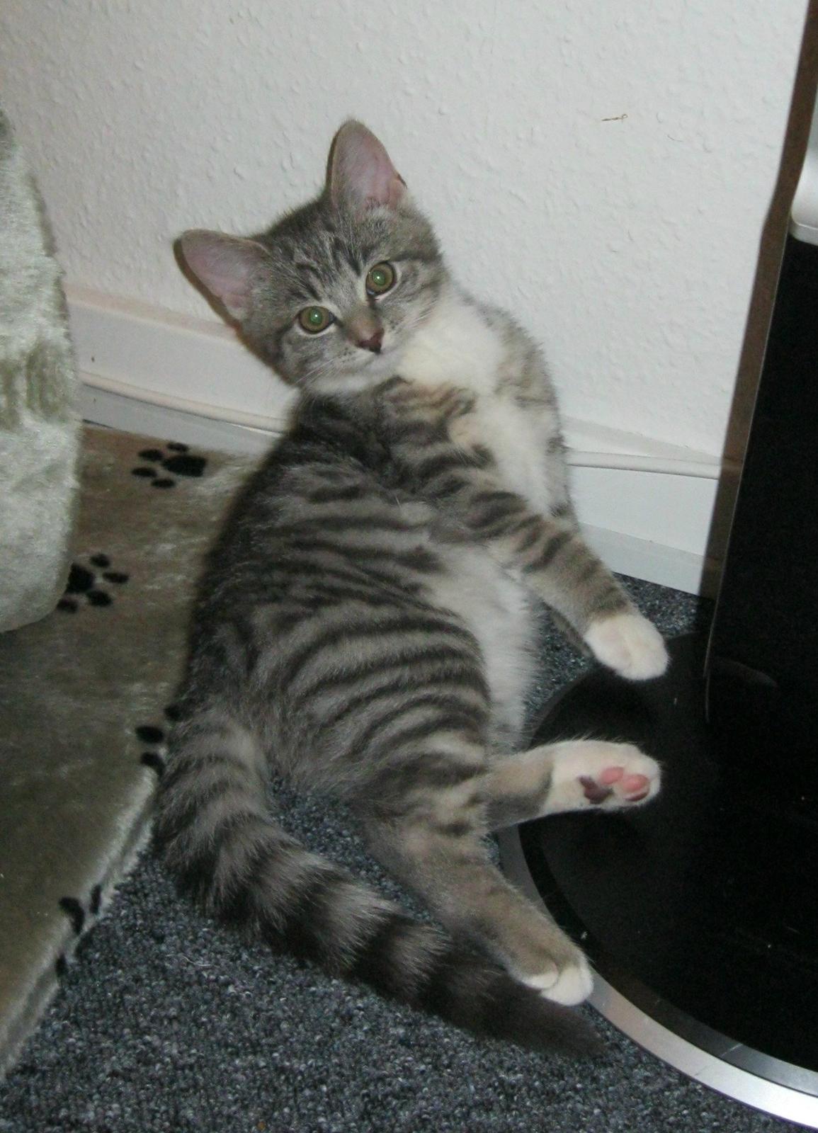 Huskat Nanna billede 9