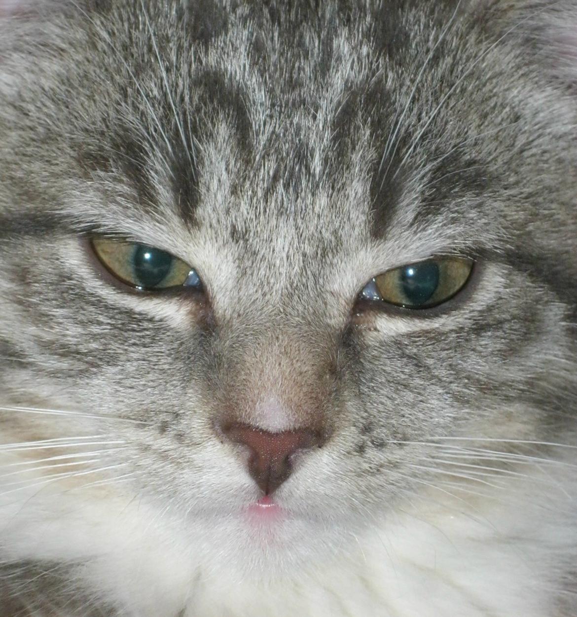 Huskat Nanna billede 10