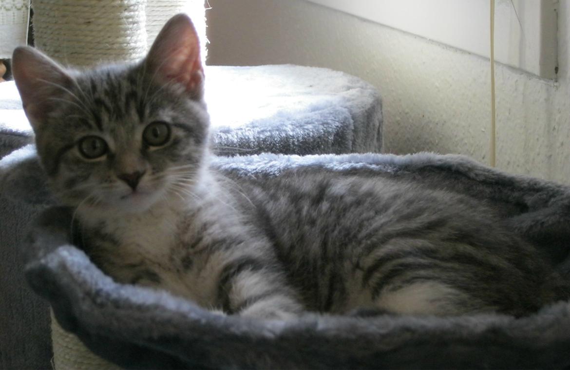 Huskat Nanna billede 11