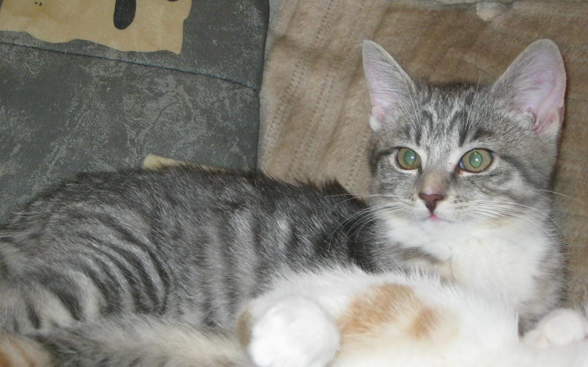 Huskat Nanna billede 12