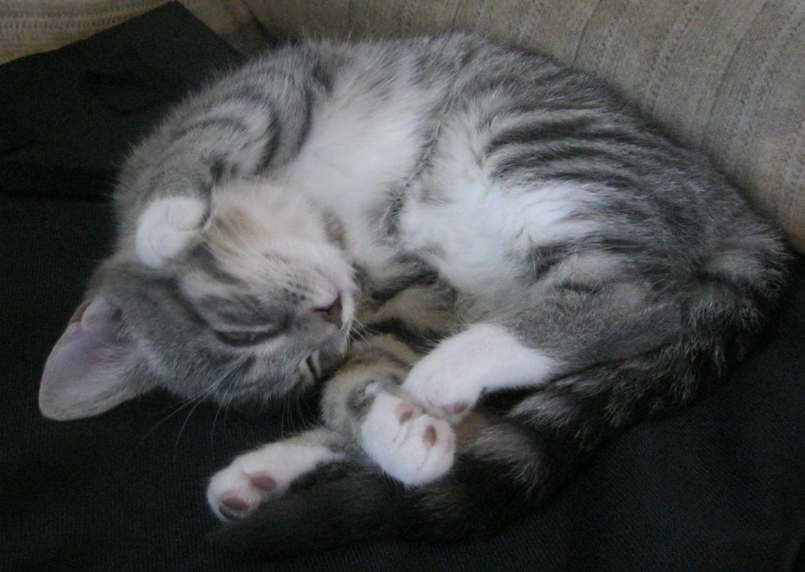 Huskat Nanna billede 13