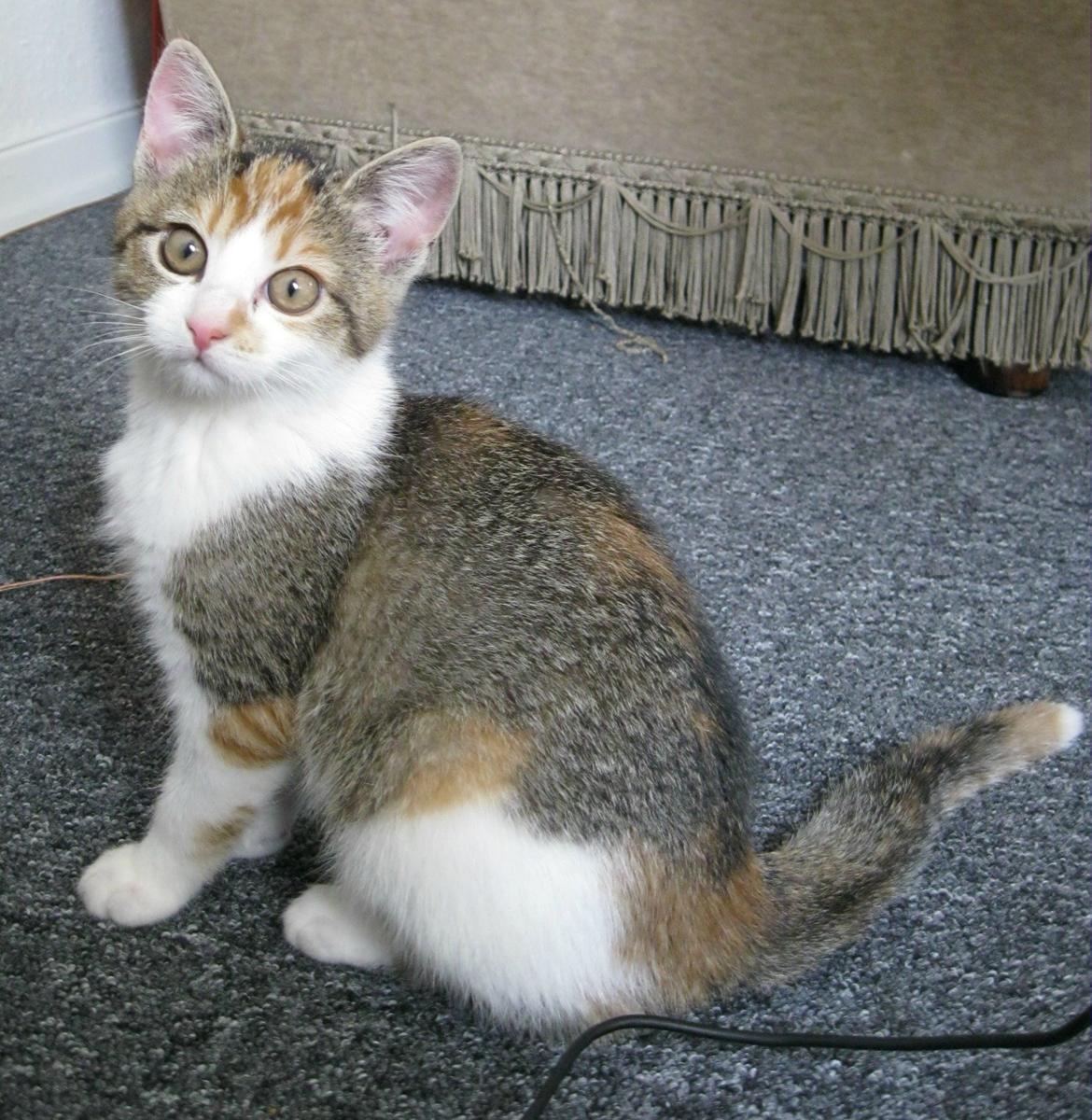 Huskat Emma billede 2