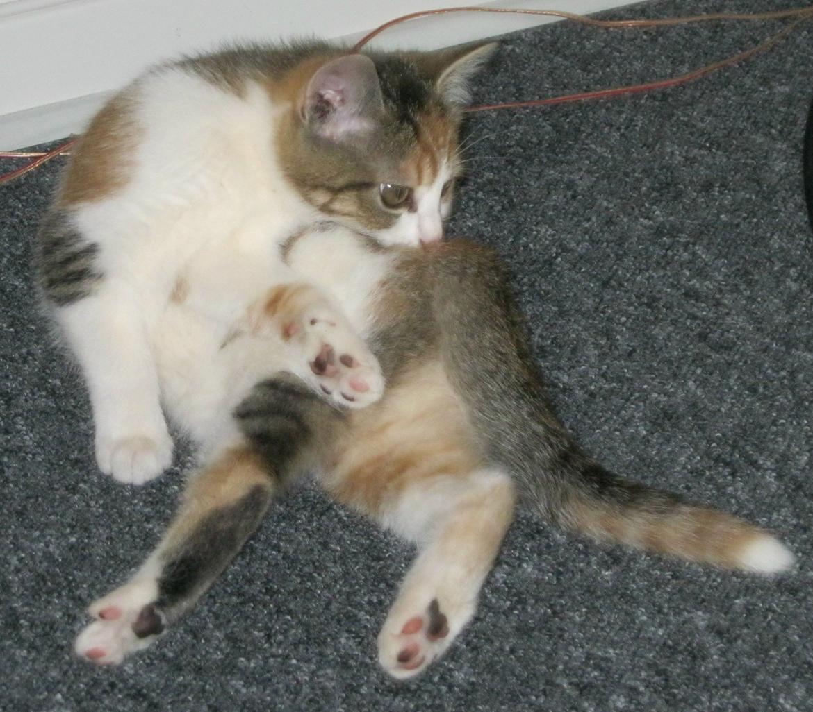 Huskat Emma billede 3