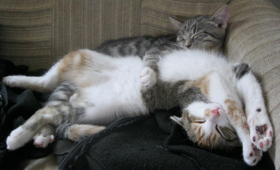 Huskat Emma billede 4