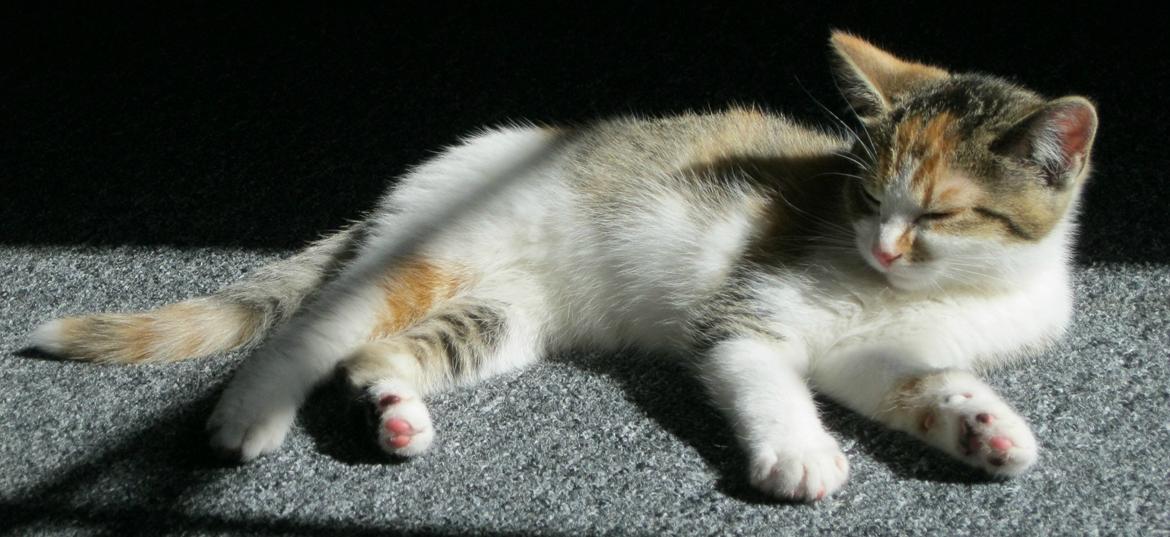 Huskat Emma billede 5