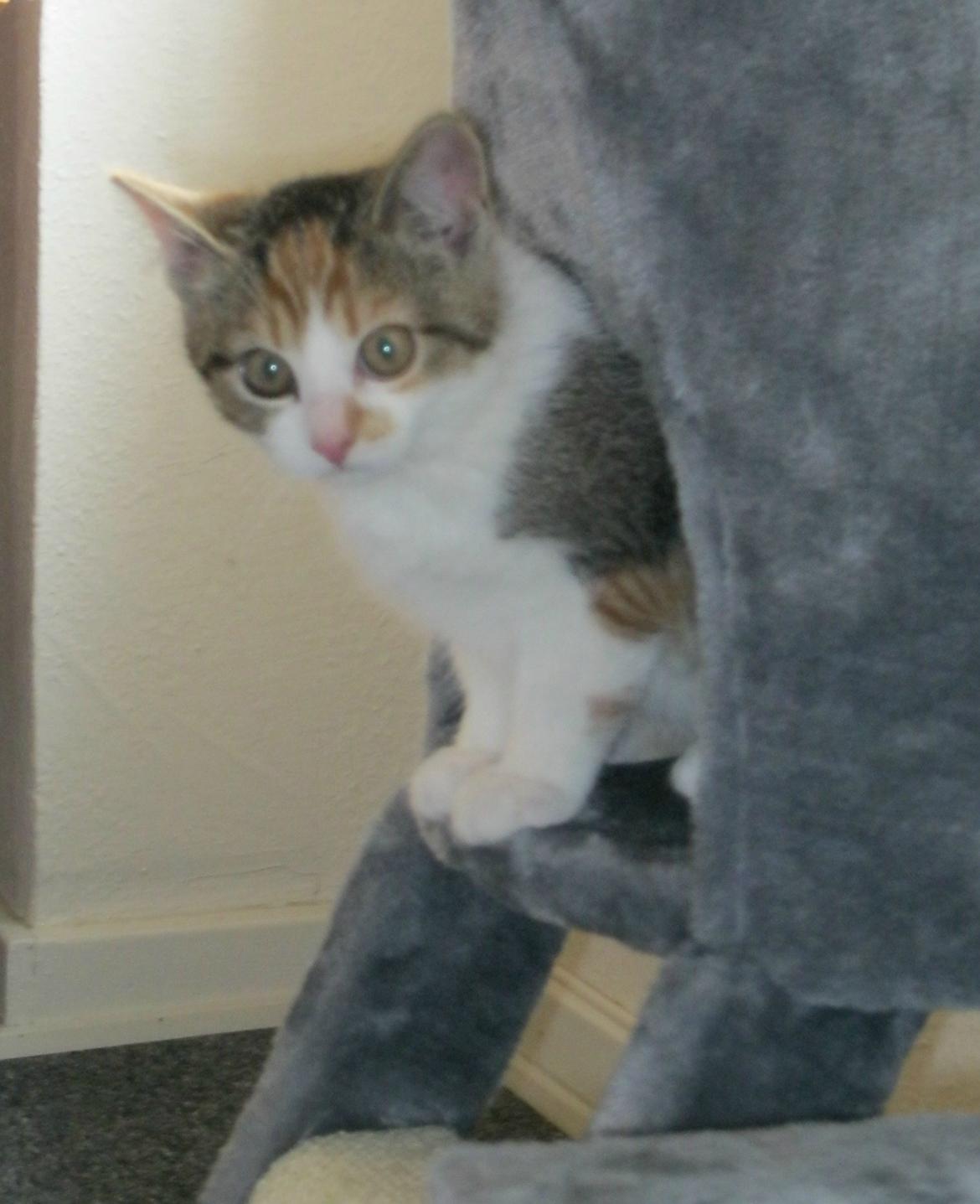 Huskat Emma billede 6