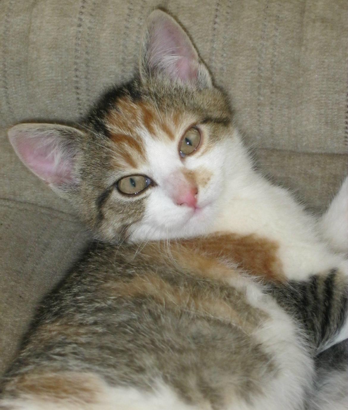 Huskat Emma billede 7