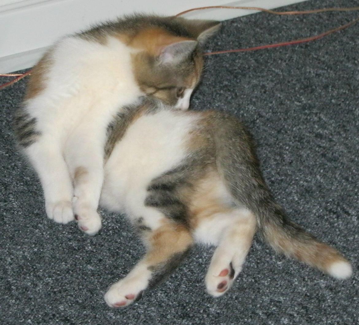 Huskat Emma billede 8