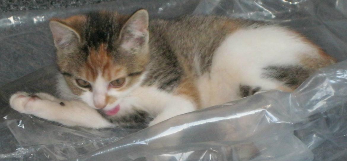 Huskat Emma billede 9