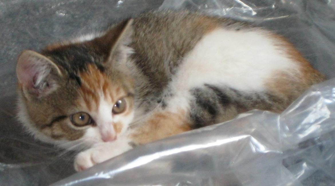 Huskat Emma billede 10