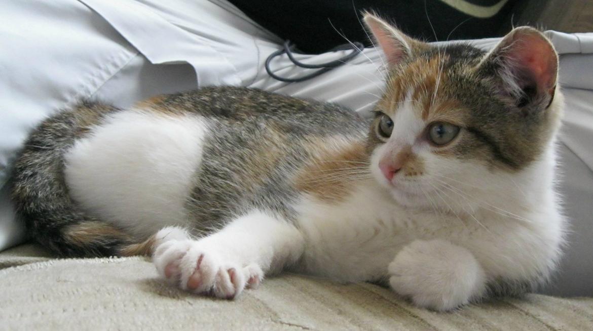 Huskat Emma billede 11