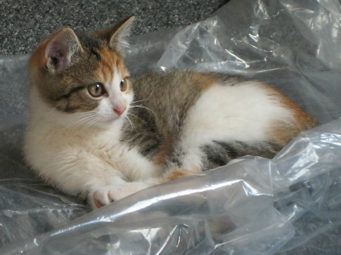 Huskat Emma billede 12