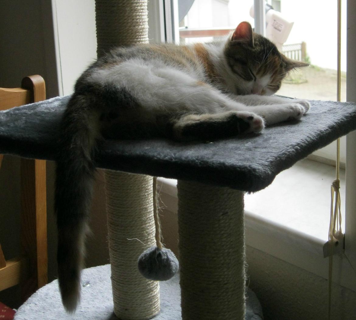 Huskat Emma billede 13