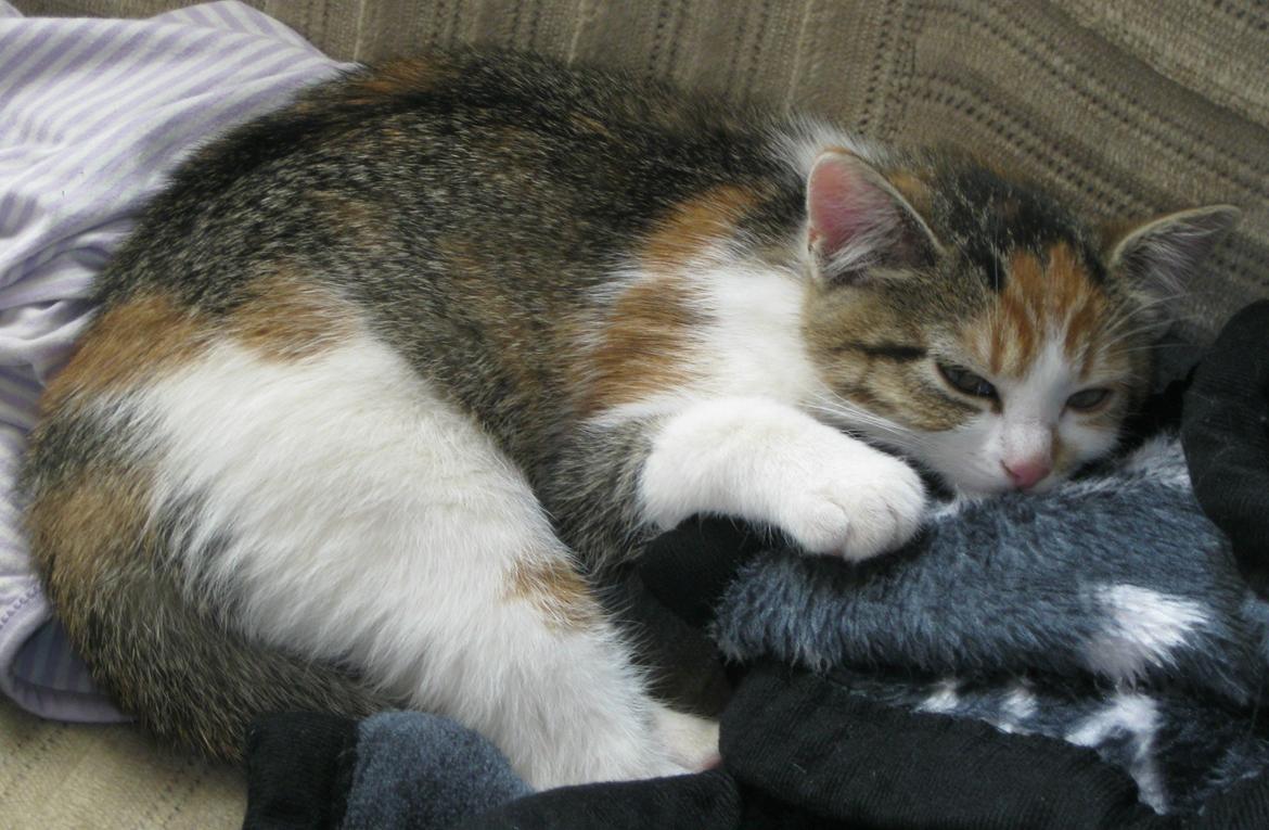 Huskat Emma billede 14