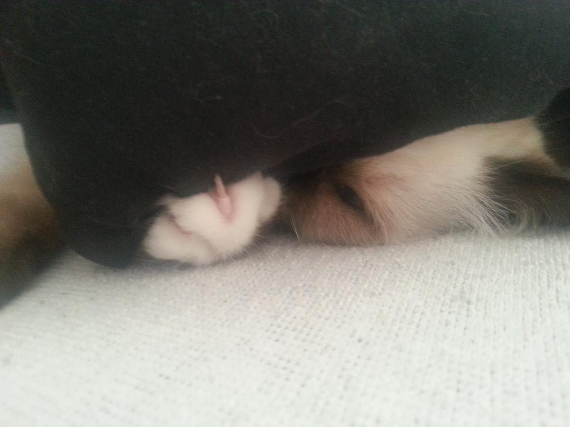 Hellig Birma Bailey billede 14