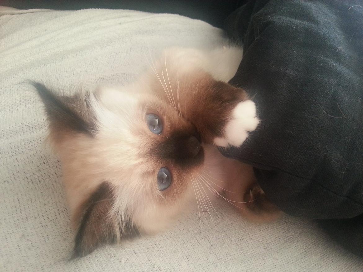 Hellig Birma Bailey billede 20