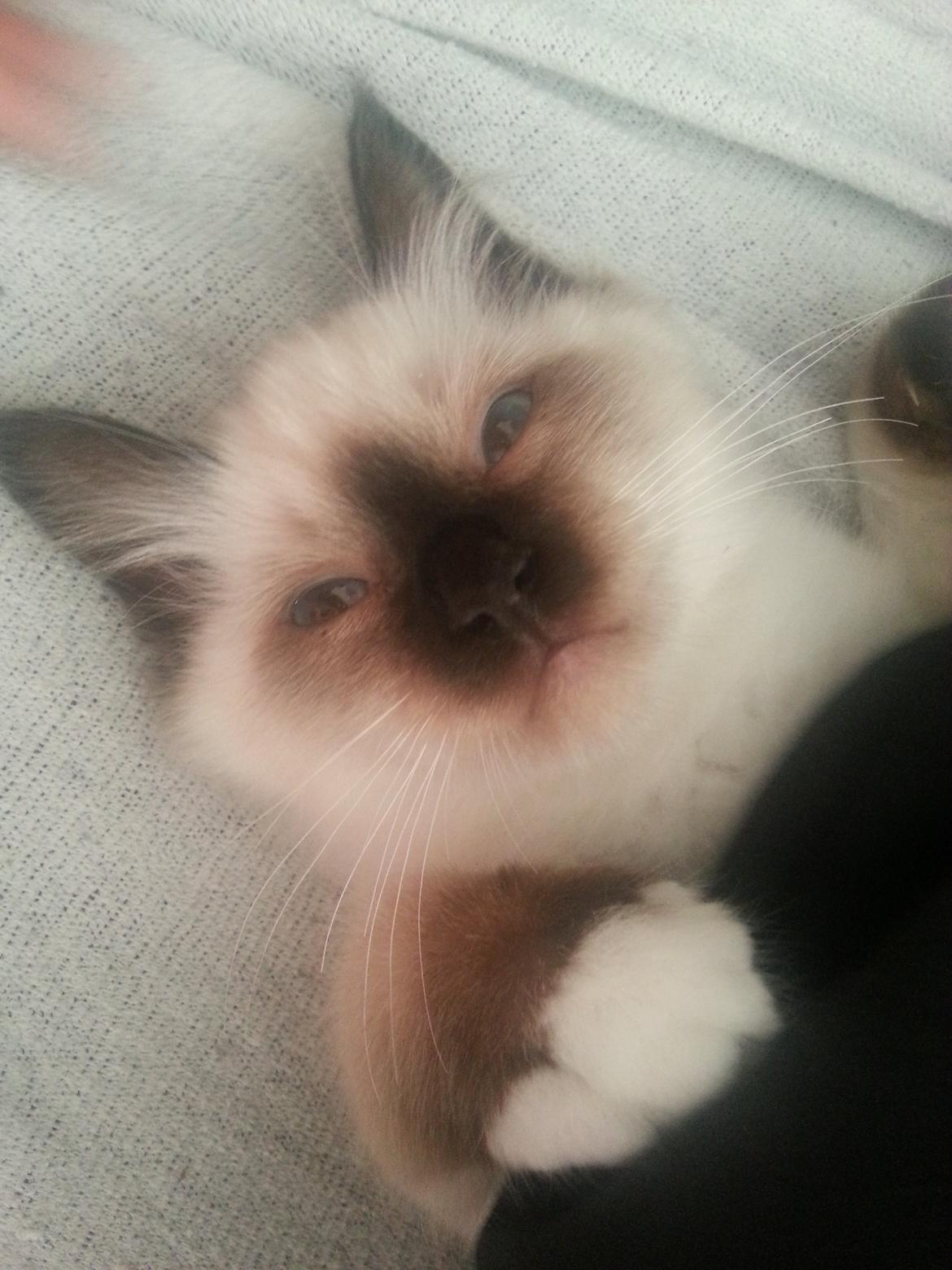 Hellig Birma Bailey billede 12