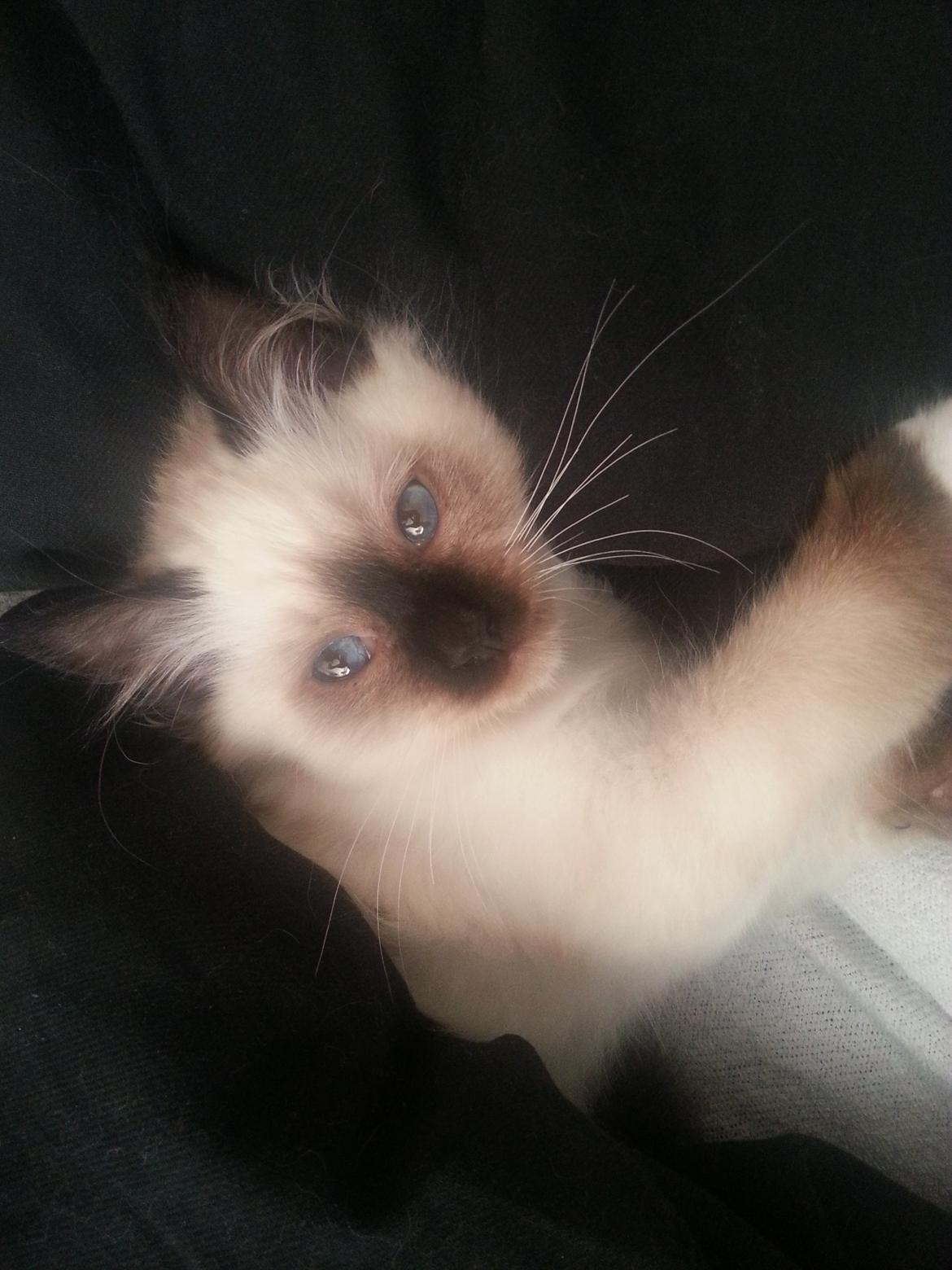 Hellig Birma Bailey billede 15