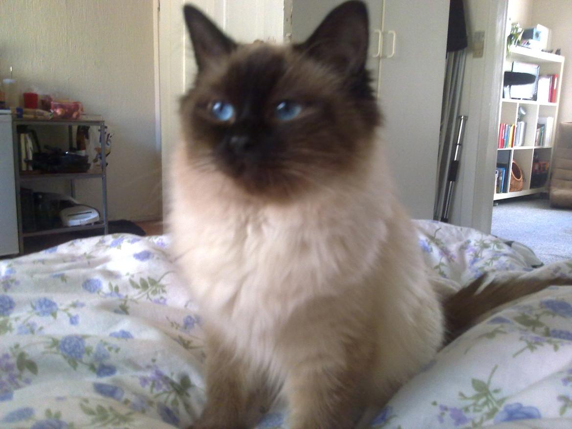 Ragdoll Bellis - Vores store mis :) billede 20