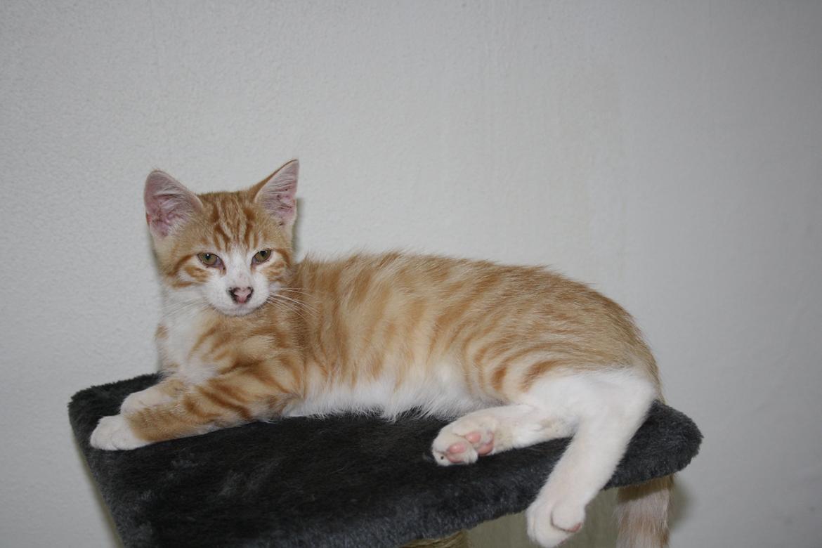 Blanding af racer busmand:-) billede 1