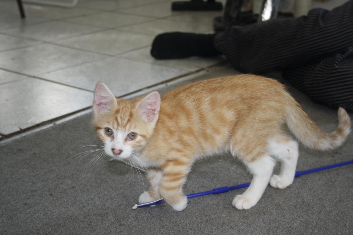 Blanding af racer busmand:-) billede 2