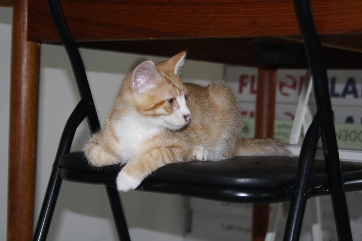 Blanding af racer busmand:-) billede 3