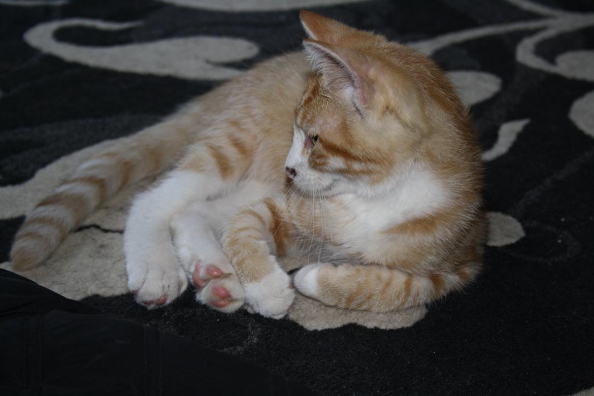 Blanding af racer busmand:-) billede 4