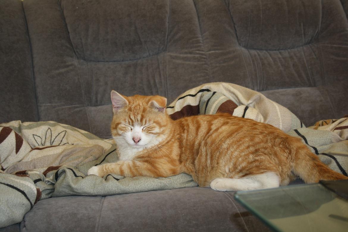 Blanding af racer busmand:-) billede 5