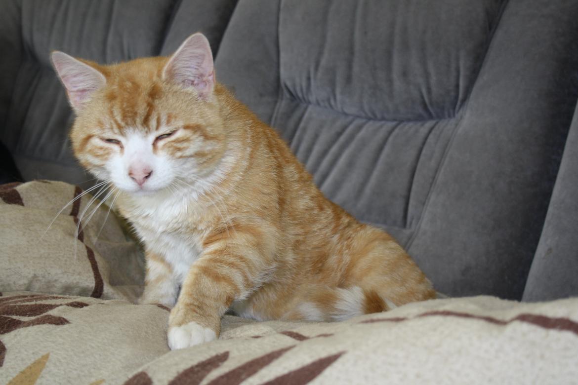 Blanding af racer busmand:-) billede 6