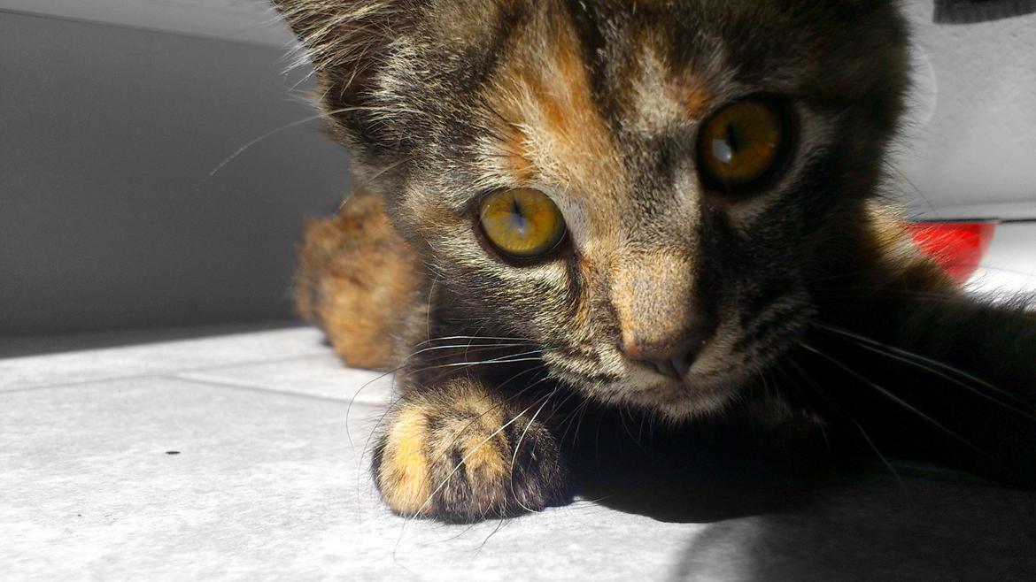 Blanding af racer Mika billede 15