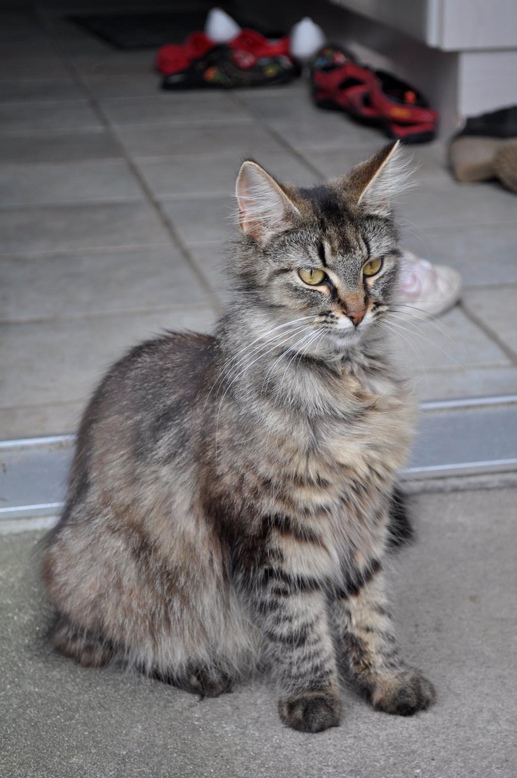 Maine Coon | Luna [R.I.P] - Sidste billede af smukke Luna.  billede 1