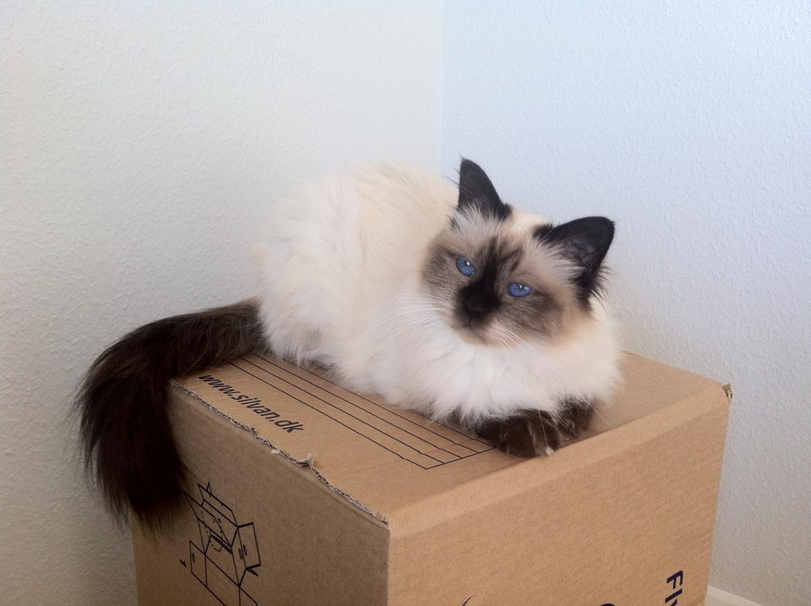 Hellig Birma Baby billede 2