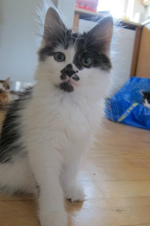 Kurilean Bobtail Dk Silky Catz Cirque du Soleil billede 2