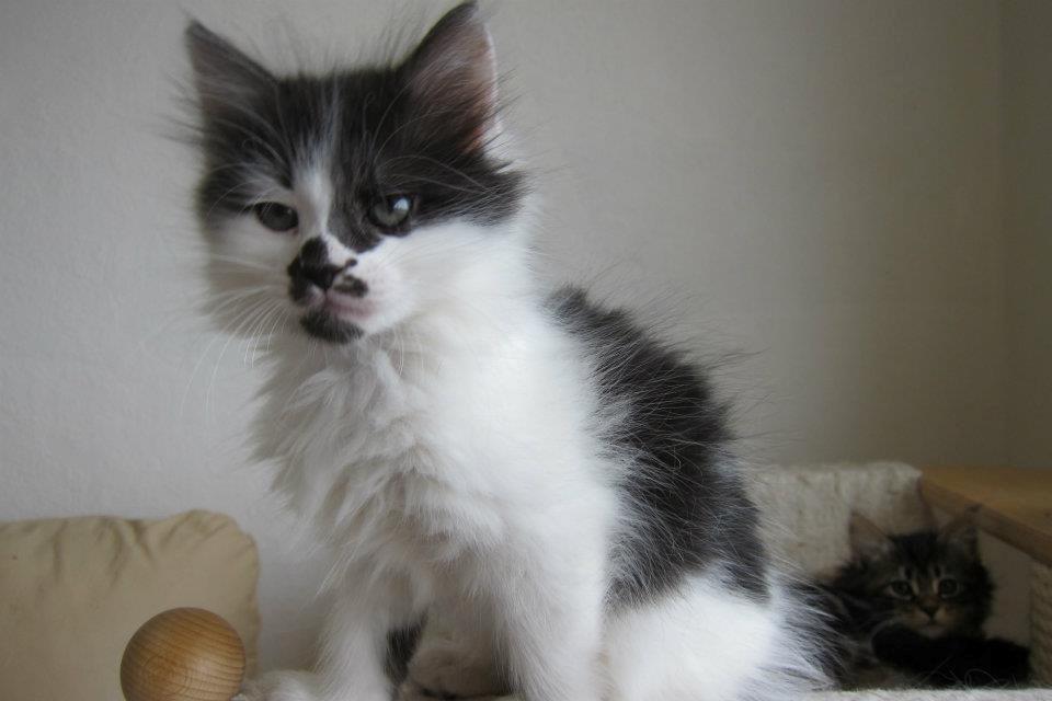 Kurilean Bobtail Dk Silky Catz Cirque du Soleil billede 3