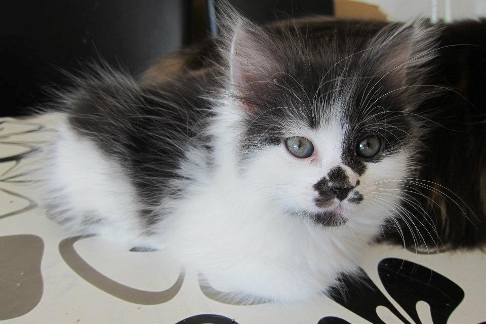 Kurilean Bobtail Dk Silky Catz Cirque du Soleil billede 4