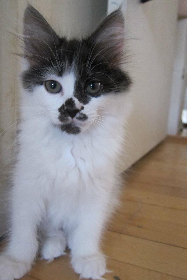 Kurilean Bobtail Dk Silky Catz Cirque du Soleil billede 5