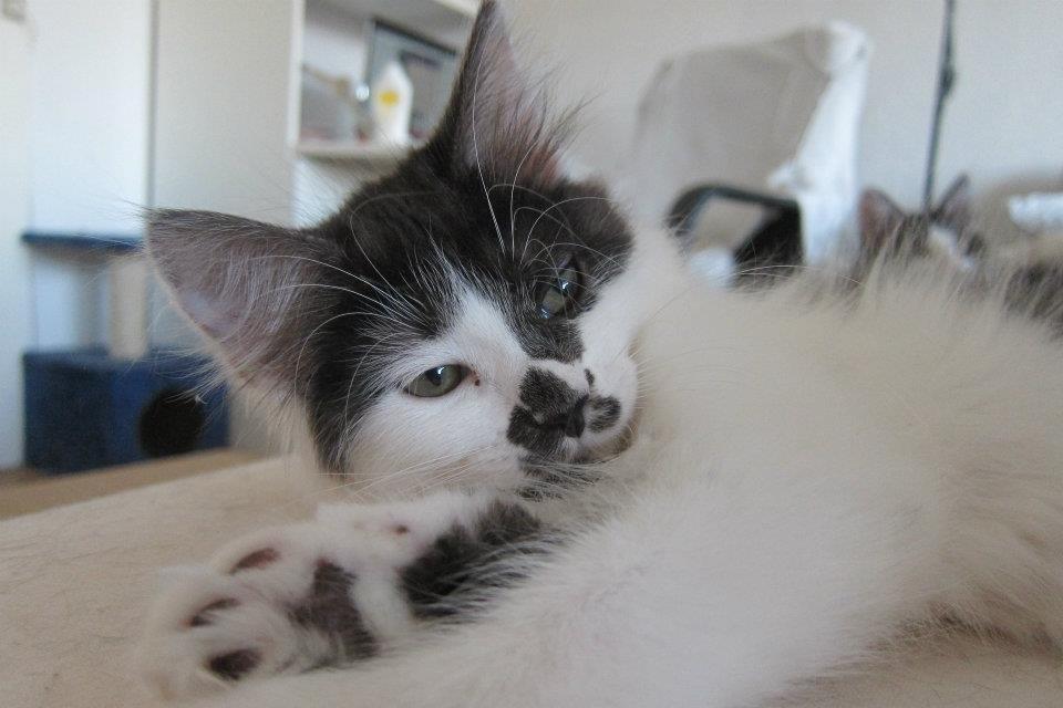 Kurilean Bobtail Dk Silky Catz Cirque du Soleil billede 6